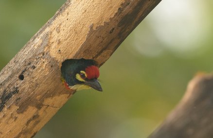 Photo: Barbet coppersmith in Bangkok / Vatcharavee Sriprasertsil