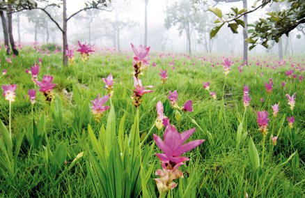 Dok Krajiew (Siamese Tulip)